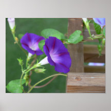 Morning Glories Poster