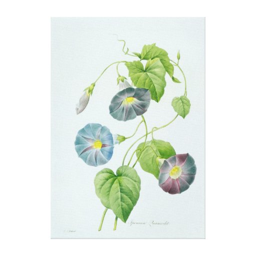 Morning Glory Gallery Wrap Canvas