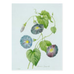 Morning Glory Postcard