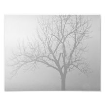 Morning Mist Photo