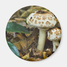 Morning Mushroom Fridge Magnets
