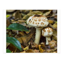 Morning Mushroom Postcard