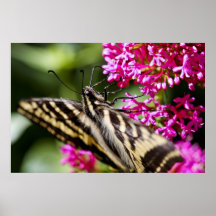 Morning Visitor Print