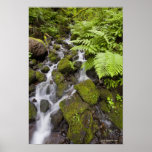 Moss covered rocks with blurred water and ferns print
