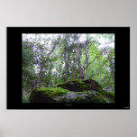 Moss In Arizona? Posters