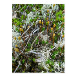 Mosses & Fruiting Bodies Postcard