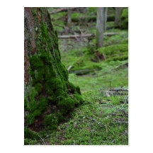 Mossy Trees Forests Woods Post Cards