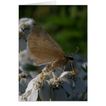 Moth on Yarrow, Unalaska Island Card