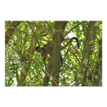 Mother and Baby Monkey Photo Print