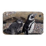 Mother & Baby Penguin iPhone 4 Case