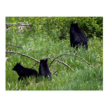 Mother Bear & Cubs Wildlife Postcard