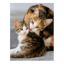 Mother cat licking its young kitten tenderly. postcard