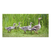 Mother goose leading goslings in the wild customized photo card