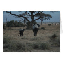 Mother's Day Card - Amboseli Elephant