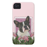 Mothers Day - Pink Tulips - Boston Terrier iPhone 4 Covers
