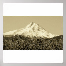 Mount Hood w/Cherry Blossums Poster