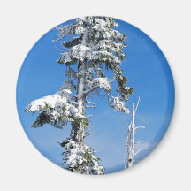 Mount Rainier Pine Magnet