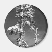 Mount Rainier Pines Black and White Magnet
