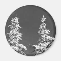 Mount Rainier Pines Refrigerator Magnet