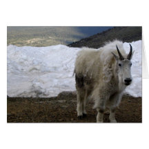 Mountain Goat Card
