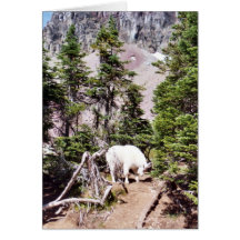 Mountain Goat Card