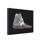 mountain goat gallery wrap canvas