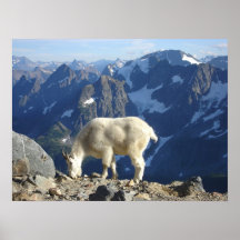 Mountain Goat Print