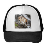 Mountain lion at the waterfall trucker hats