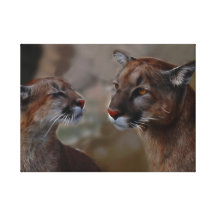 Mountain lions reverence gallery wrapped canvas