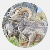 Mountain Sheep Sticker