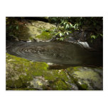 Mountain Whirlpool Postcard