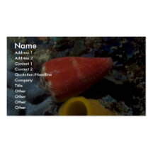 Mouse cone (Conus mus) Shell Business Card