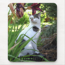Mouse Pad with Cat photo and words, " I'm Busy!"