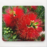 Mousepad - Colourful bottle brush tree mousepads