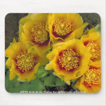 Mousepad / Prickly Pear Cactus