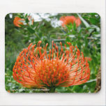 Mousepad - Protea pin cushion flower mousepads