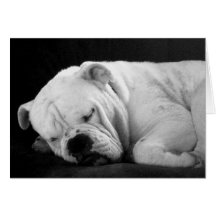 Mr. Harley Greeting Cards