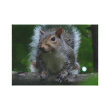 Mr squirrel stretched canvas print
