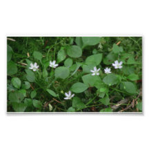 Mt Jefferson Oregon Flora Flower Botany Wildflower Photo