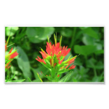 Mt Jefferson Oregon Flora Flower Botany Wildflower Photo