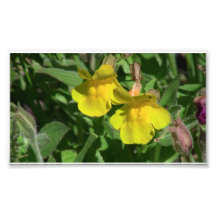 Mt Jefferson Oregon Flora Flower Botany Wildflower Photo Art