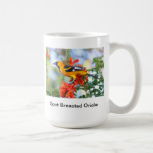 Mug-Spot Breasted oriole