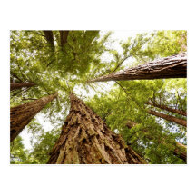 Muir Woods, CA Post Cards