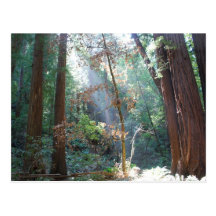 Muir Woods California Post Card