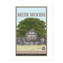 Muir Woods National Monument 2 Postcard