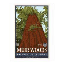 Muir Woods National Monument 3 Post Card