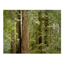 Muir Woods National Monument, Northern Post Card