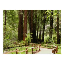 Muir Woods Path I Postcard