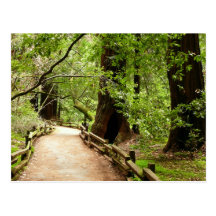 Muir Woods Path II Postcard