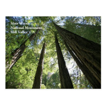 Muir Woods Post Card